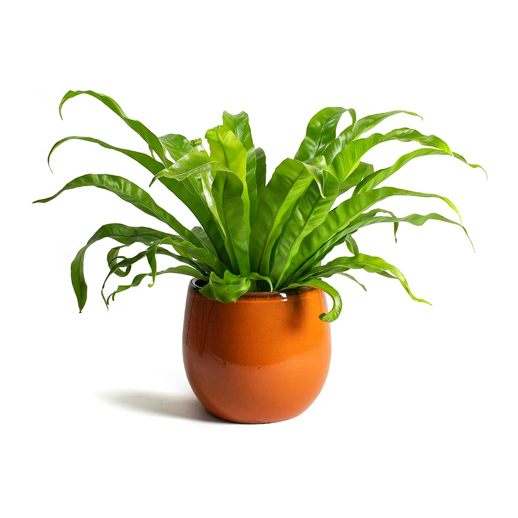 Charlotte Plant Pot - Orange 13 Charlotte Plant Pot - Orange - Image 13