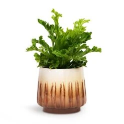 Asplenium Leslie - Crested Birds Nest Fern -Plant Supplies Sale Asplenium Leslie Crested Birds Nest Fern 12x20cm Alice Plant Pot Caramel 15x14cm