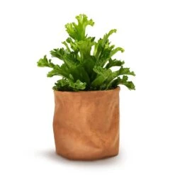Asplenium Leslie - Crested Birds Nest Fern -Plant Supplies Sale Asplenium Leslie Crested Birds Nest Fern 12x20cm Juna Plant Basket Cognac 14x14cm