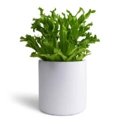 Puk Essentials Planter - Matt White -Plant Supplies Sale Asplenium Leslie Crested Birds Nest Fern 12x20cm Puk Planter Matt White 15x15cm aa34af7b 0c01 4501 8871 432fb4441f4a