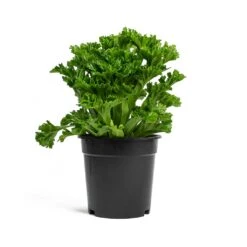 Asplenium Leslie - Crested Birds Nest Fern -Plant Supplies Sale Asplenium Leslie Crested Birds Nest Fern 17cm
