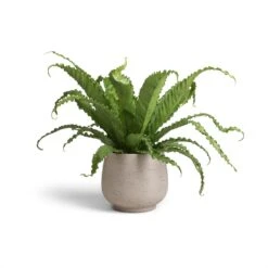 Mini Pixie Plant Pot - Grey Washed -Plant Supplies Sale Asplenium Osaka Japanese Bird s Nest Fern 17x50 Mini Pixie Plant Pot Grey Washed 24x20cm 12393f8b 0b21 41a7 af0a 907baeb6f744