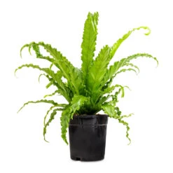 Asplenium Osaka - Japanese Bird's Nest Fern 21 Asplenium Osaka - Japanese Bird's Nest Fern -Plant Supplies Sale Asplenium Osaka Japanese Bird s Nest Fern 17x50cm 2