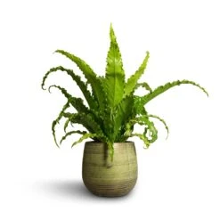 Lydia Plant Pot - Shiny Green -Plant Supplies Sale Asplenium Osaka Japanese Bird s Nest Fern 17x50cm Lydia Plant Pot Shiny Green 22x20cm