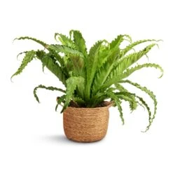 Asplenium Osaka - Japanese Bird's Nest Fern 20 Asplenium Osaka - Japanese Bird's Nest Fern -Plant Supplies Sale Asplenium Osaka Japanese Bird s Nest Fern 17x50cm Nelis Plant Basket Natural 23x20cm 31f8e6af 287b 4e52 98d8 3ccd2af6443e