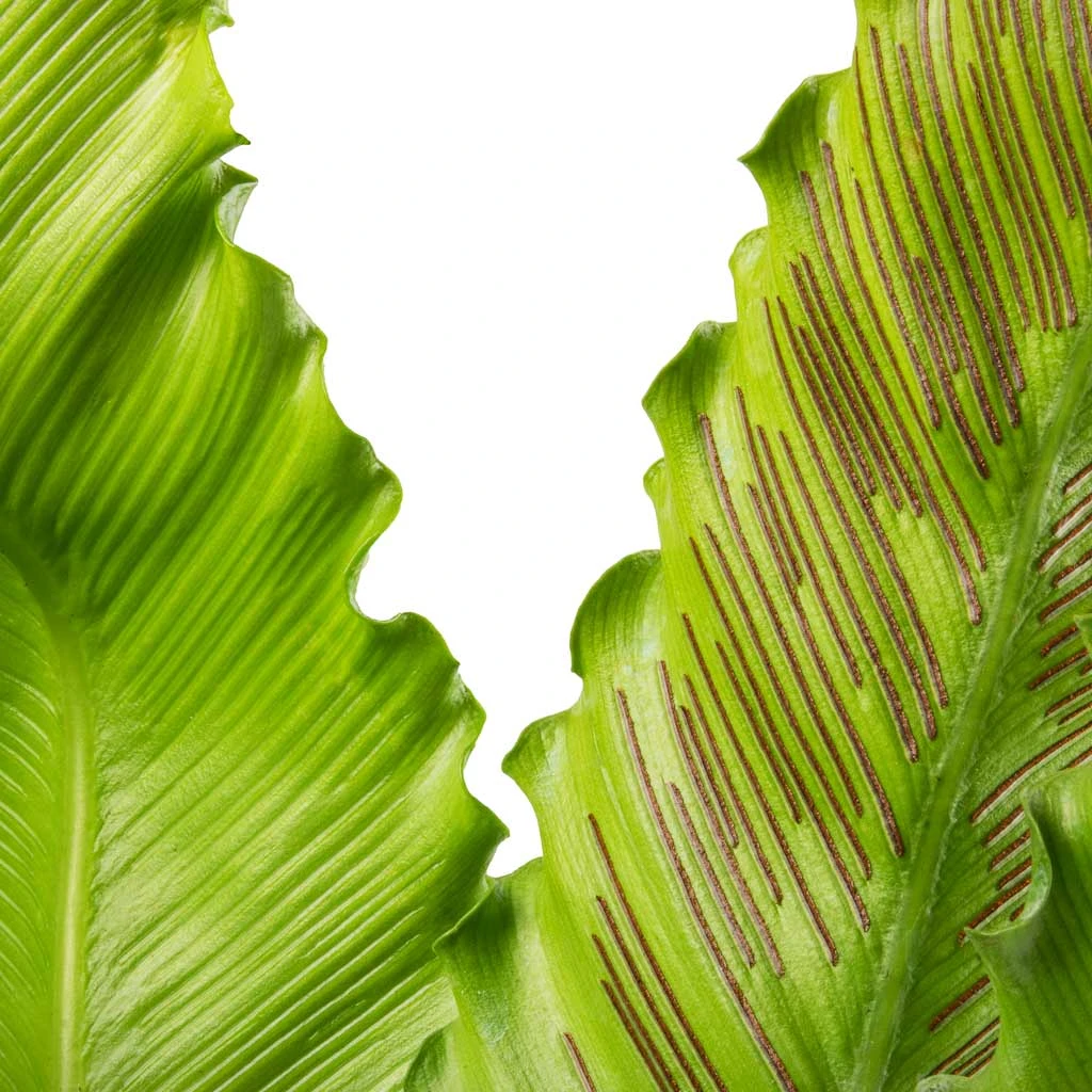 Asplenium Osaka - Japanese Bird's Nest Fern 9 Asplenium Osaka - Japanese Bird's Nest Fern - Image 9