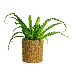 Asplenium Osaka - Japanese Bird's Nest Fern 28 Asplenium Osaka - Japanese Bird's Nest Fern -Plant Supplies Sale Asplenium Osaka Japanese Bird s Nest Fern Ido Plant Baskets Set of 5 Natural