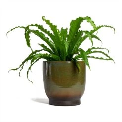Asplenium Osaka - Japanese Bird's Nest Fern 27 Asplenium Osaka - Japanese Bird's Nest Fern -Plant Supplies Sale Asplenium Osaka Japanese Birds Nest Fern 17x50cm Linn Plant Pot Deep Green 25x25cm