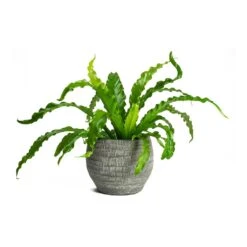Asplenium Osaka - Japanese Bird's Nest Fern 26 Asplenium Osaka - Japanese Bird's Nest Fern -Plant Supplies Sale Asplenium Osaka Japanese Birds Nest Fern Koen Brown Plant Pot
