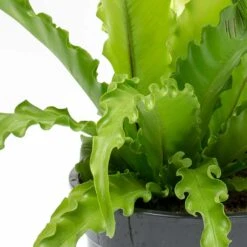 Asplenium Osaka - Japanese Bird's Nest Fern 19 Asplenium Osaka - Japanese Bird's Nest Fern -Plant Supplies Sale Asplenium Osaka Japanese Birds Nest Fern Leaves