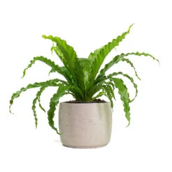 Mini Valerie Plant Pot - Grey Washed -Plant Supplies Sale Asplenium Osaka Japanese Birds Nest Fern Mini Valerie Plant Pot Grey Washed