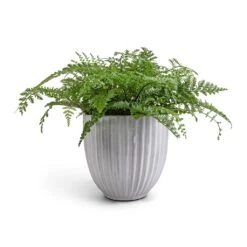 Lagos Plant Pot - Cement -Plant Supplies Sale Asplenium Parvati Mother Fern 17x40cm Lagos Plant Pot Cement 20x20cm 5045cd2a a65d 43f5 ac45 a5abee9f0caa