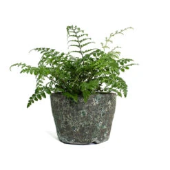 Lava Couple Straight Relic Planter - Jade -Plant Supplies Sale Asplenium Parvati Mother Fern Lava Couple Straight Relic Planter Jade