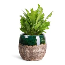 Lindy Plant Pot - Black Green -Plant Supplies Sale Asplenium nidus Campio Champion s Bird s Nest Fern 12x30cm Lindy Plant Pot Black Green 19x16cm 7b57800e 1c0f 4e45 8351 f3fb8257b8d7