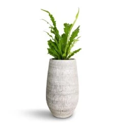 Ryan Plant Vase - White Black -Plant Supplies Sale Asplenium nidus Campio Champion s Bird s Nest Fern 12x30cm Ryan Plant Vase White Black 18x30cm c0b96e39 3084 4da9 a4f0 e2439d711e47