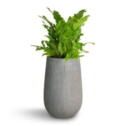 Patt High Plant Vase - Ridged Dark Grey -Plant Supplies Sale Asplenium nidus Campio Champion s Bird s Nest Fern 17x40cm Patt High Plant Vase Ridged Dark Grey 29x43cm 7f4238f1 3f2a 481a 87e6 a8f4f846e66c