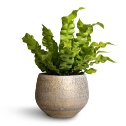 Noor Plant Pot - Metallic Grey 25 Noor Plant Pot - Metallic Grey -Plant Supplies Sale Asplenium nidus Crispy Wave Pleated Bird s Nest Fern 12x30cm Noor Plant Pot Metallic Grey 16x13cm