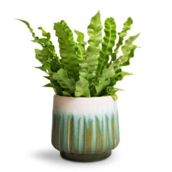 Asplenium Nidus Crispy Wave - Pleated Bird's Nest Fern -Plant Supplies Sale Asplenium nidus Crispy Wave Pleated Bird s Nest Fern Alice Plant Pot Ocean