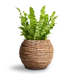 Asplenium Nidus Crispy Wave - Pleated Bird's Nest Fern -Plant Supplies Sale Asplenium nidus Crispy Wave Pleated Bird s Nest Fern Lida Plant Basket Natural