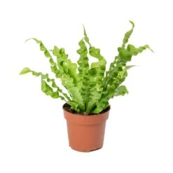 Asplenium Nidus Crispy Wave - Pleated Bird's Nest Fern -Plant Supplies Sale Asplenium nidus Crispy Wave Pleated Birds Nest Fern 30cm