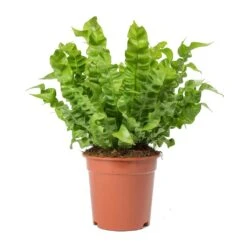 Asplenium Nidus Crispy Wave - Pleated Bird's Nest Fern -Plant Supplies Sale Asplenium nidus Crispy Wave Pleated Birds Nest Fern Large