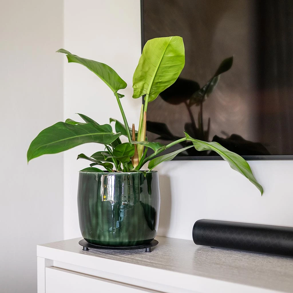 Babet Plant Pot - Pine 2 Babet Plant Pot - Pine - Image 2