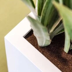 Balcony Planter - Matt White -Plant Supplies Sale Balcony Planter Matt White Close Up