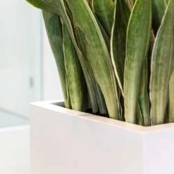 Balcony Planter - Matt White -Plant Supplies Sale Balcony Planter Matt White Sansevieria