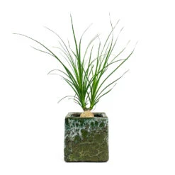 Beaucarnea - Pony Tail Palm - Orb 20 Beaucarnea - Pony Tail Palm - Orb -Plant Supplies Sale Beaucarnea Pony Tail Palm Orb Lava Cube Relic Planter Jade 2acf75ca d454 4cd6 afa4 9df339f535cd