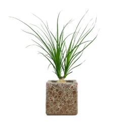 Beaucarnea - Pony Tail Palm - Orb 18 Beaucarnea - Pony Tail Palm - Orb -Plant Supplies Sale Beaucarnea Pony Tail Palm Orb Lava Cube Relic Planter Pink 474575ea b3e7 41a6 8aab 6cb017deb643