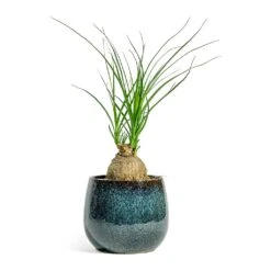 Beaucarnea - Pony Tail Palm - Orb 13 Beaucarnea - Pony Tail Palm - Orb -Plant Supplies Sale Beaucarnea Pony Tail Palm Orb Odile Plant Pot Moss 2bd8b98d daeb 4b56 858a 0f9118d58af2