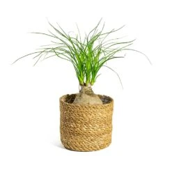 Beaucarnea - Pony Tail Palm - Orb 15 Beaucarnea - Pony Tail Palm - Orb -Plant Supplies Sale Beaucarnea Pony Tail Palm Orb Stef Plant Baskets Set of 5 Natural
