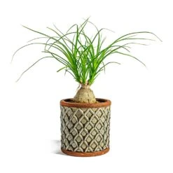 Beaucarnea - Pony Tail Palm - Orb 14 Beaucarnea - Pony Tail Palm - Orb -Plant Supplies Sale Beaucarnea Pony Tail Palm Orb liam grey plant pot 4233c5cf da52 4d38 83e5 c3f65691695a