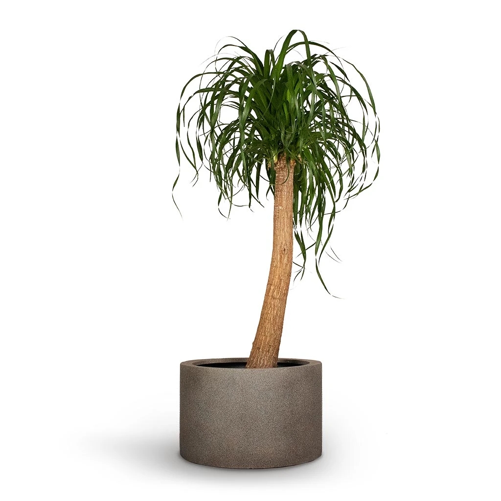 Grigio Cylinder Planter - Natural Concrete 2 Grigio Cylinder Planter - Natural Concrete - Image 2
