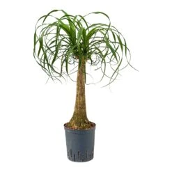 Beaucarnea - Pony Tail Palm - Single Stem - HydroCare