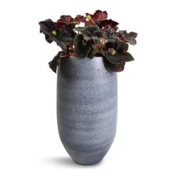 Esra Plant Vase - Mystic Grey -Plant Supplies Sale Begonia BD Rex Anne Begonia 12x20cm Esra Plant Vase Graphite 20x35cm
