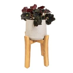Patt Plant Pot - Tall Stand - Grey Washed -Plant Supplies Sale Begonia BD Rex Anne Begonia 12x20cm Patt Plant Pot Tall Stand Grey Washed 23x34cm d811cb27 bdee 4fa1 888c a593aab716f9