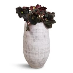 Ryan Plant Vase - White Black -Plant Supplies Sale Begonia BD Rex Anne Begonia 12x20cm Ryan Plant Vase White Black 18x30cm cf4e0010 7d21 48a2 b45e 31c71ef7d4eb