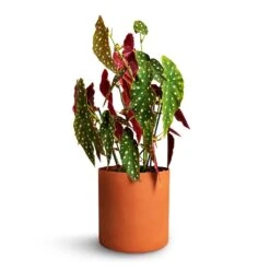 Puk Refined Planter - Canyon Orange -Plant Supplies Sale Begonia Maculata Polka Dot Begonia 22x70cm Puk Refined Planter Canyon Orange 25x24.5cm 2cfa1a29 c0b9 4726 a0db 2af99bb1b4f7