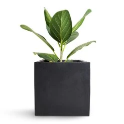 Fleur Natural Planter - Black -Plant Supplies Sale Bengal Fig Fleur Natural Planter Black 20x20x20cm