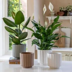 Bourton Scalloped Plant Pot - Sage -Plant Supplies Sale BourtonScallopedPlantPot Ivory 18x18cm aa22b863 c25f 4b00 b03d 338614f0a39c