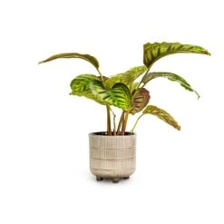 Calathea Flamestar -Plant Supplies Sale Calathea Flamestar 14x45cm Denise Plant Pot Off White 17x17cm