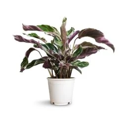 Calathea Fusion White -Plant Supplies Sale Calathea Fusion White 14x35cm