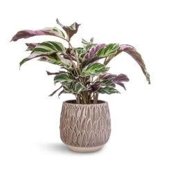Arles Leaf Plant Pot - Mocha -Plant Supplies Sale Calathea Fusion White 14x35cm Arles Leaf Plant Pot Mocha 17x17cm