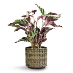 Calathea Fusion White -Plant Supplies Sale Calathea Fusion White 14x35cm Stian Plant Pot Moss Green 18x17cm