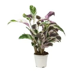 Calathea Fusion White -Plant Supplies Sale Calathea Fusion White