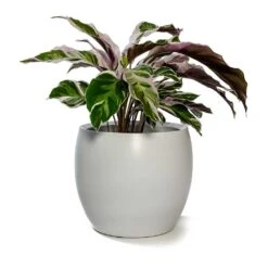 Calathea Fusion White -Plant Supplies Sale Calathea Fusion White Cresta Plant Pot Pure White
