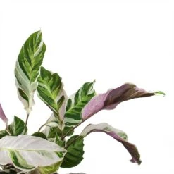 Calathea Fusion White -Plant Supplies Sale Calathea Fusion White Leaves