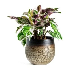 Calathea Fusion White -Plant Supplies Sale Calathea Fusion White Mya Plant Pot Deep Champagne