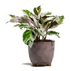 Calathea Fusion White -Plant Supplies Sale Calathea Fusion White kaat pink plant pot d5ab7191 512b 4143 aca1 5f135437b65f